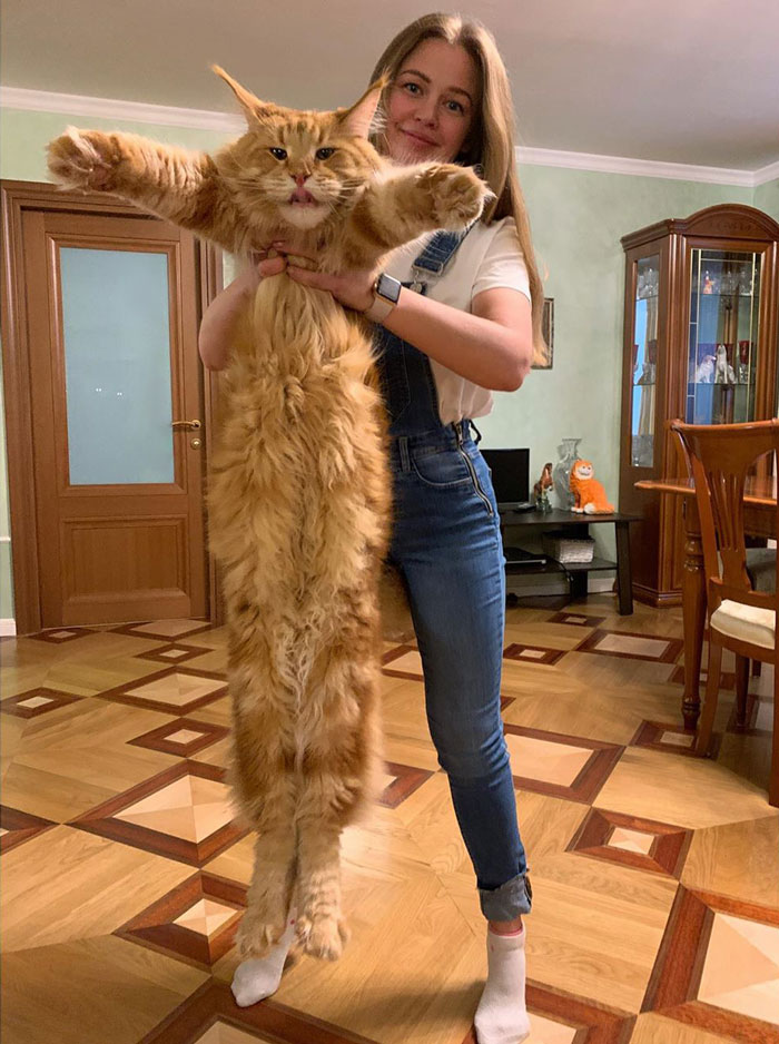 Люди делятся в сети уморительными фото своих длинных котов — и как только пушистым это удается. ФОТО