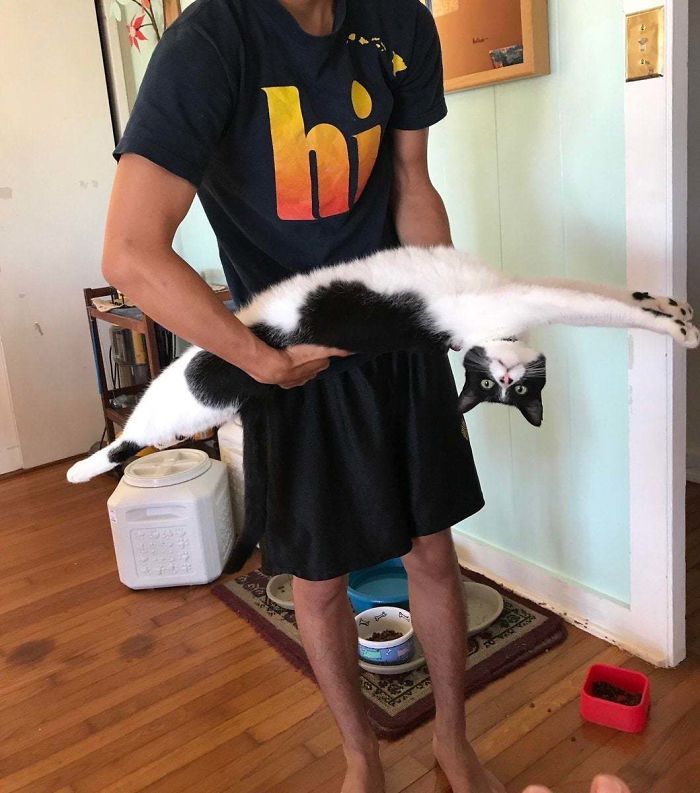 Люди делятся в сети уморительными фото своих длинных котов — и как только пушистым это удается. ФОТО