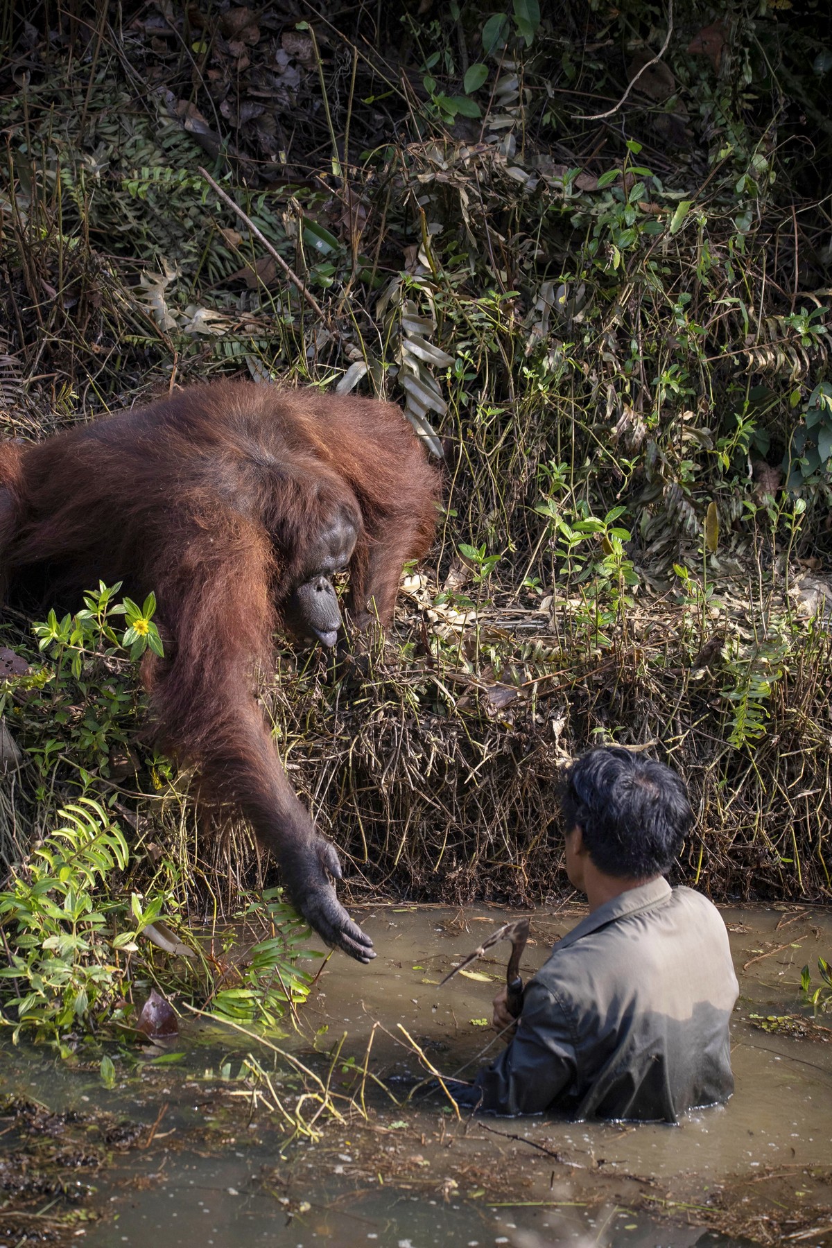 Орангутан пытался помочь стоявшему в воде мужчине 