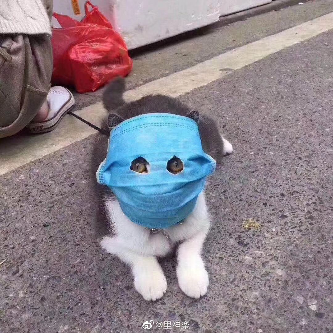 Сеть рассмешил кот в защитной маске от коронавируса