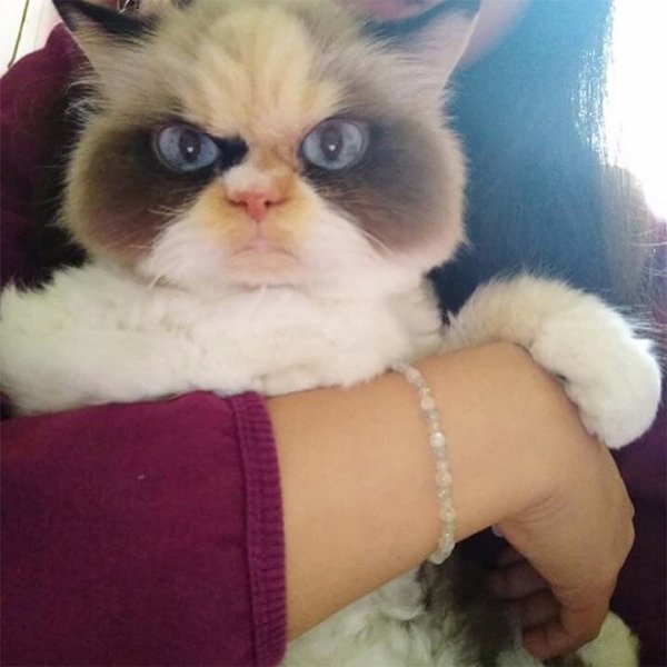 Новая Сердитая Кошка выглядит более злой, чем ее предшественница. ФОТО