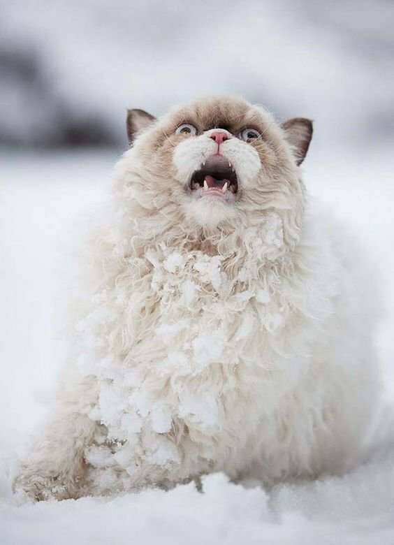 В сети показали забавные фото животных в снегу. ФОТО