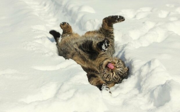 В сети показали забавные фото животных в снегу. ФОТО