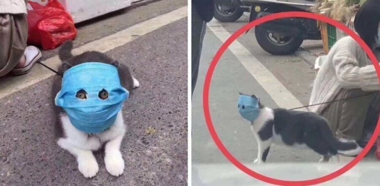 Фотожабы с котом в маске: идею китаянки оценили. ФОТО