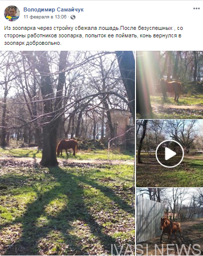 В Одессе из зоопарка сбежал конь Боня. ВИДЕО