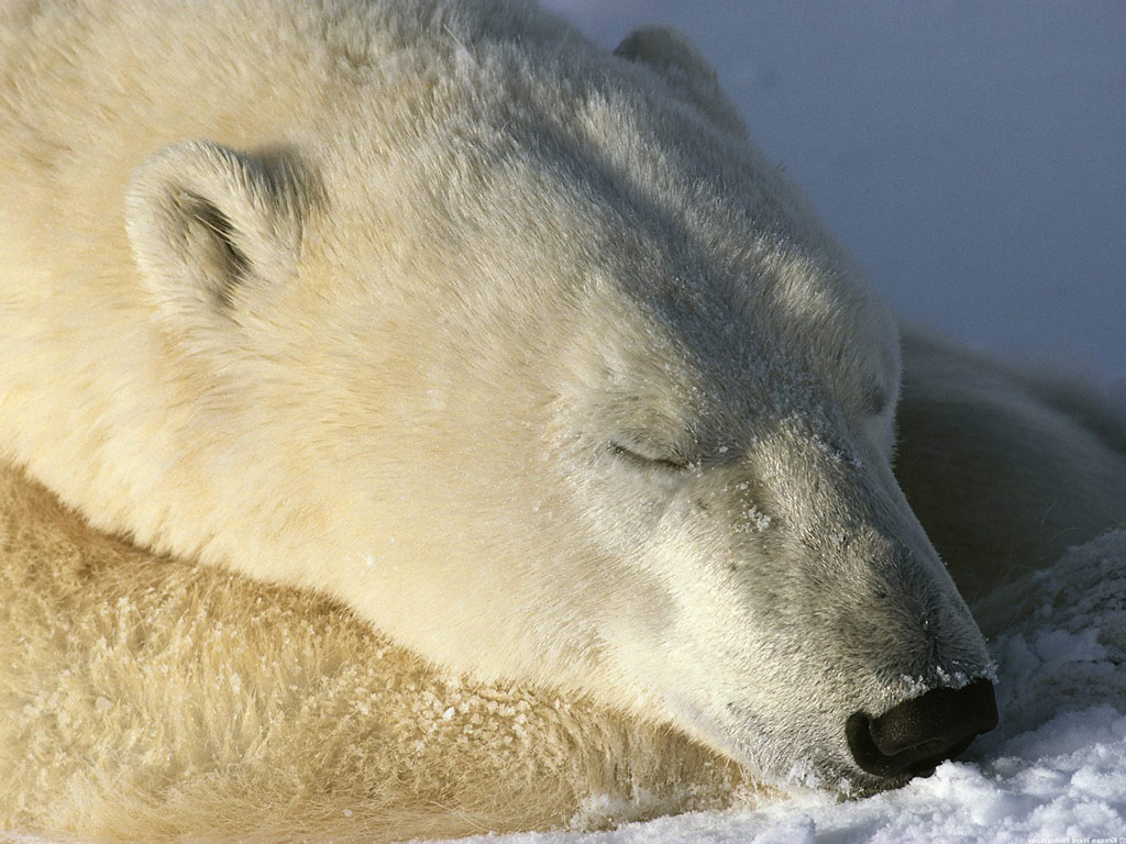 В зоопарке Чикаго замерз белый медведь 