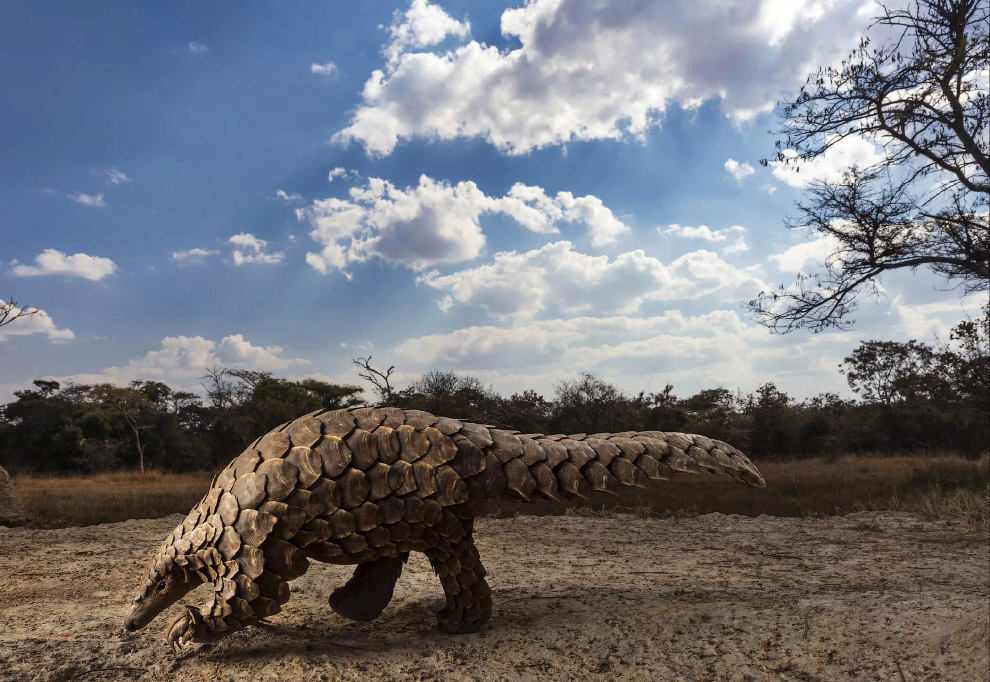 Финалисты фотоконкурса Sony World Photography Awards 2020