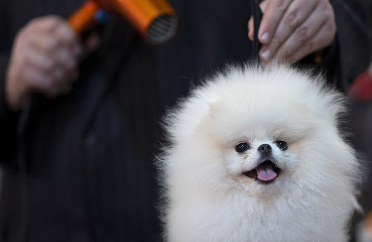 Выставка собак Westminster Kennel Club 2020 прошла в США