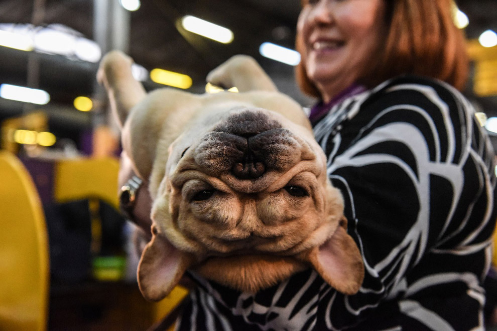 Выставка собак Westminster Kennel Club 2020 прошла в США