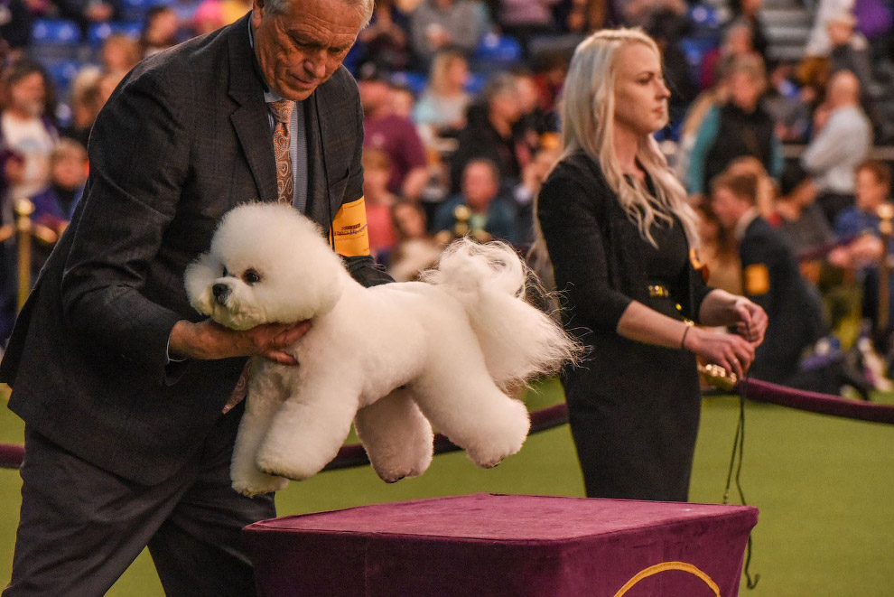 Выставка собак Westminster Kennel Club 2020 прошла в США