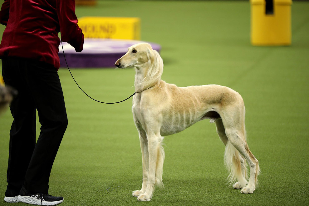 Выставка собак Westminster Kennel Club 2020 прошла в США