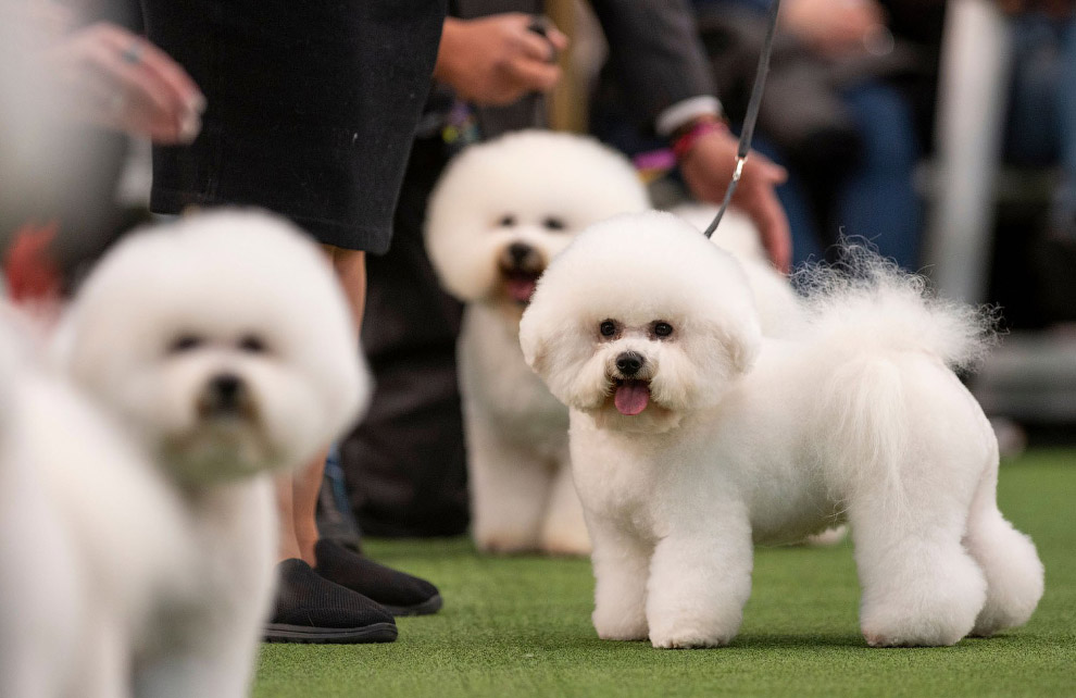 Выставка собак Westminster Kennel Club 2020 прошла в США