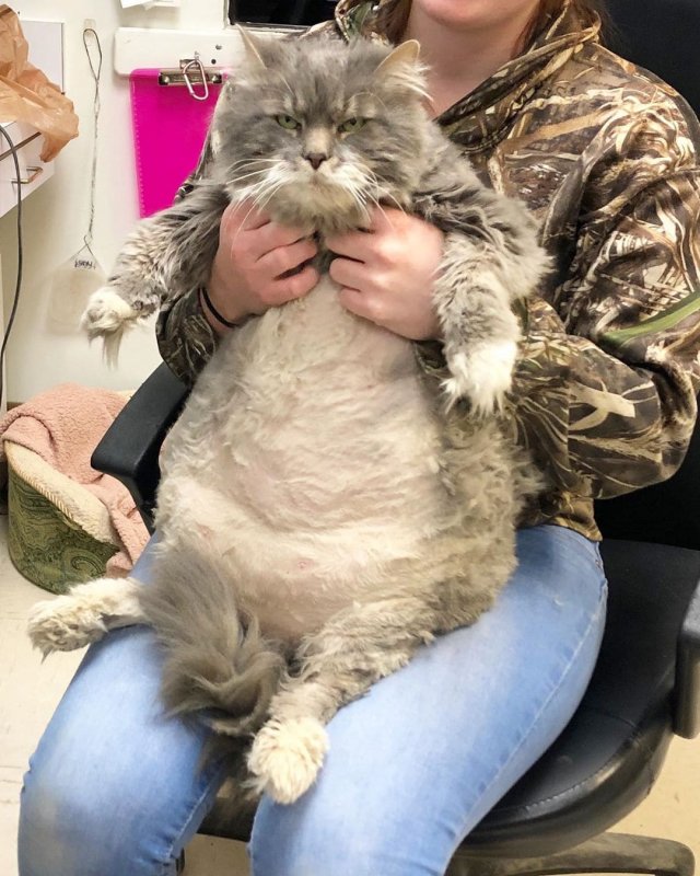 Очаровательный кот-толстопуз Уилфорд уже сидит на диете