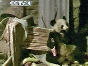 В Китае голодная панда напала на свинарник
