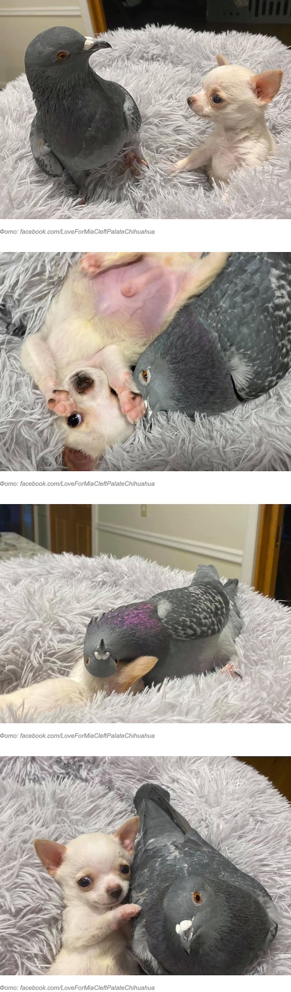 Щенок чихуахуа и голубь стали друзьями. Их обнимашки - лучшее из того, что есть сегодня в сети