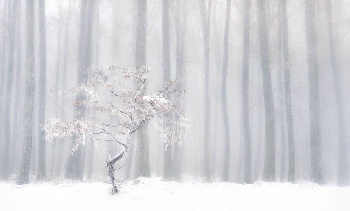 Минималистичные снежные пейзажи от Петера Свободы