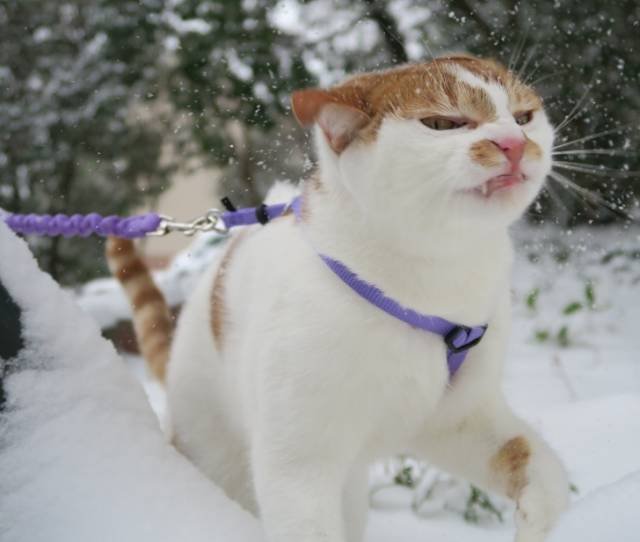 Зима и коты - две несовместимые вещи: смешные "доказательства"