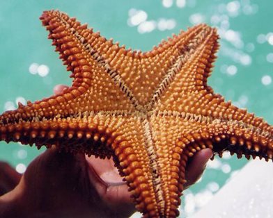 Морские звезды помогут в лечении инсульта