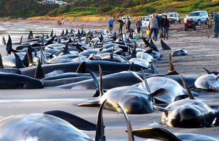 В Новой Зеландии спасают выбросившихся на берег черных дельфинов 