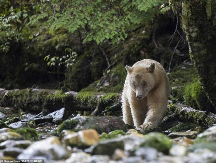 В Канаде засняли редкого кермодского медведя за рыбалкой