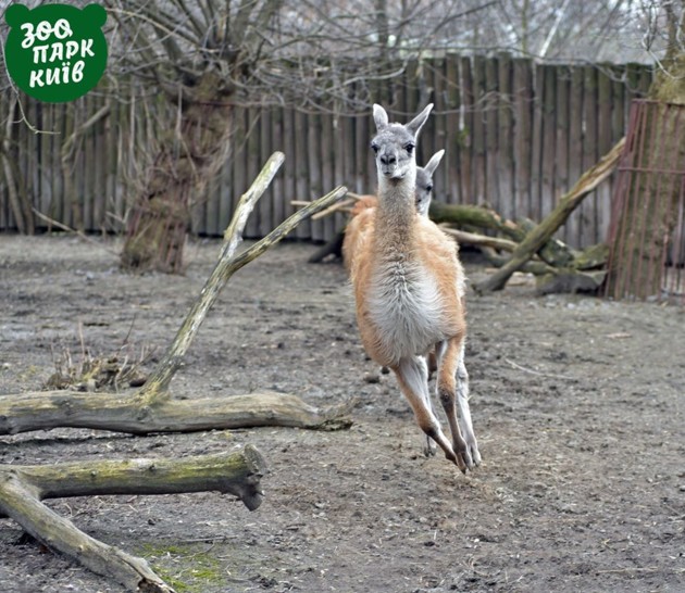 В Киевском зоопарке появились редкие животные. ФОТО