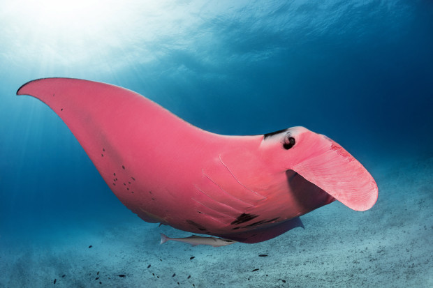 Розовый морской дьявол. У Большого Барьерного рифа сфотографировали необычного ската
