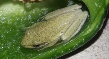 Жительница Канады готовила салат и обнаружила в перце живую лягушку. ФОТО