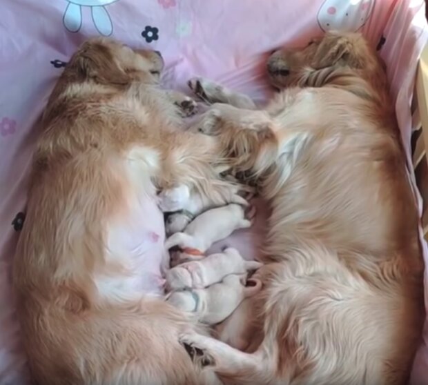 Собачье семейство с новорожденными щенками покорило сеть (ФОТО)