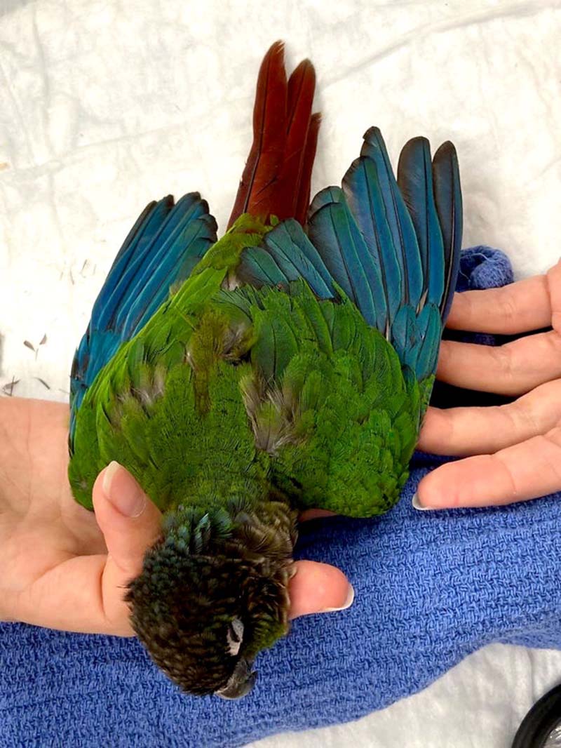 Как ветеринар из Австралии пришила попугаю новые крылья. ФОТО