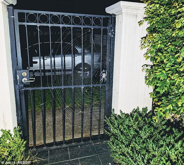 Тем временем в Австралии… Гигантский паучище заблокировал вход во двор. ФОТО