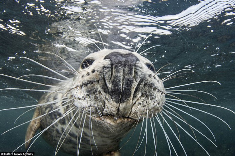 Не украду, так сфотографируюсь: тюлень сделал селфи, пытаясь отнять камеру у дайвера. ФОТО