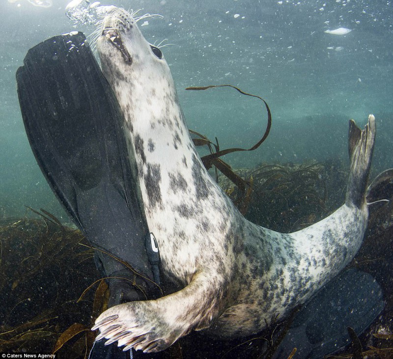 Не украду, так сфотографируюсь: тюлень сделал селфи, пытаясь отнять камеру у дайвера. ФОТО