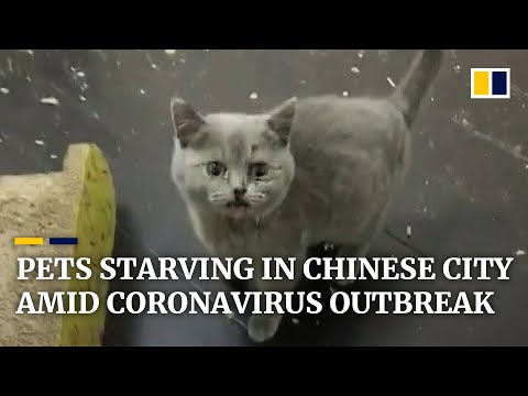 Китайские зоозащитники спасают животных, оставшихся без хозяев из-за коронавируса. ФОТО