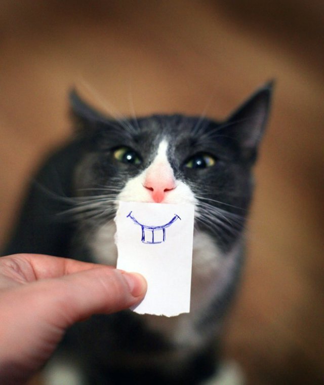 Забавные котики с нарисованными ртами