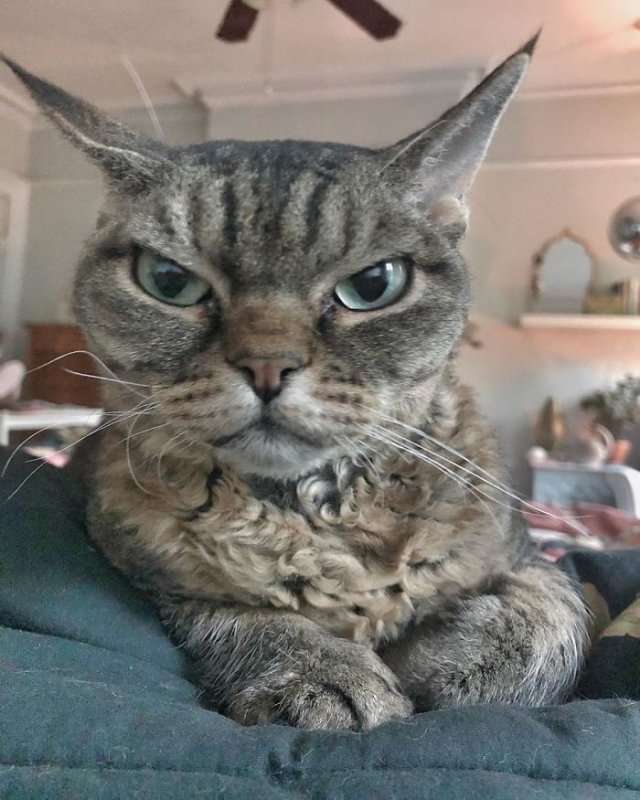 Кошка Барбара, которая постоянно выглядит сердитой