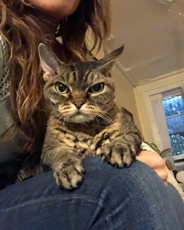Кошка Барбара, которая постоянно выглядит сердитой