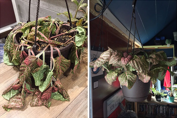 Любовь и забота преображают даже растения: 25 фото удивительных трансформаций. ФОТО
