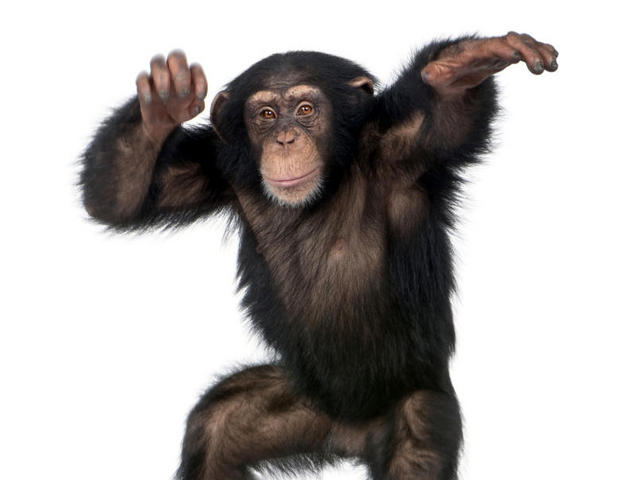 Шимпанзе пообщались с человеком жестами