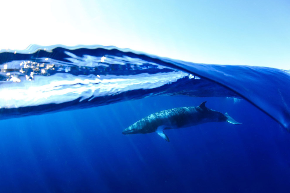 Победители конкурса подводной фотографии Underwater Photographer of the Year 2020