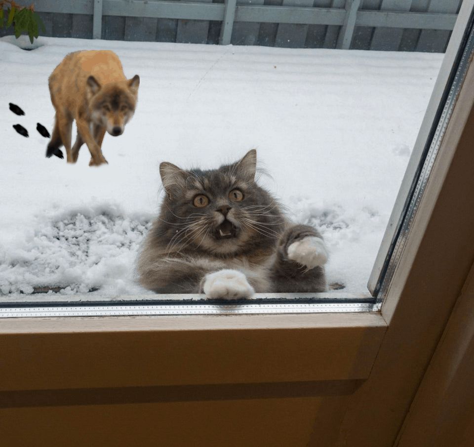 Это эпично! Кот в окне стал героем битвы фотошоперов. ФОТО