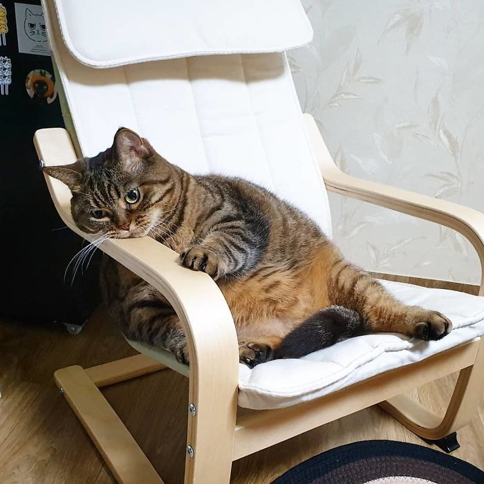 Встречайте Манго — самую харизматичную кошку Сети! ФОТО