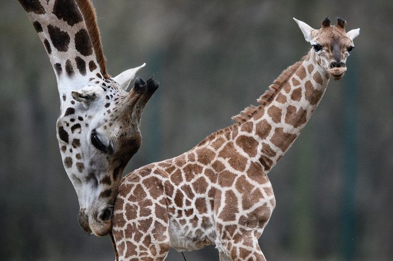 Жизнь жирафа — ежедневный ад и все из-за длинной шеи. ФОТО