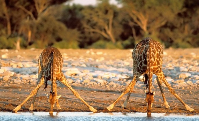 Жизнь жирафа — ежедневный ад и все из-за длинной шеи. ФОТО