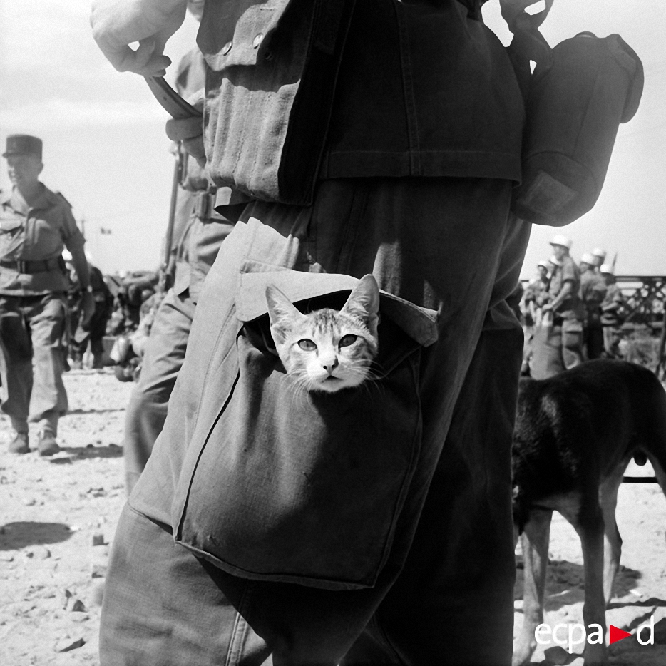 Как кошки участвовали в войне. ФОТО