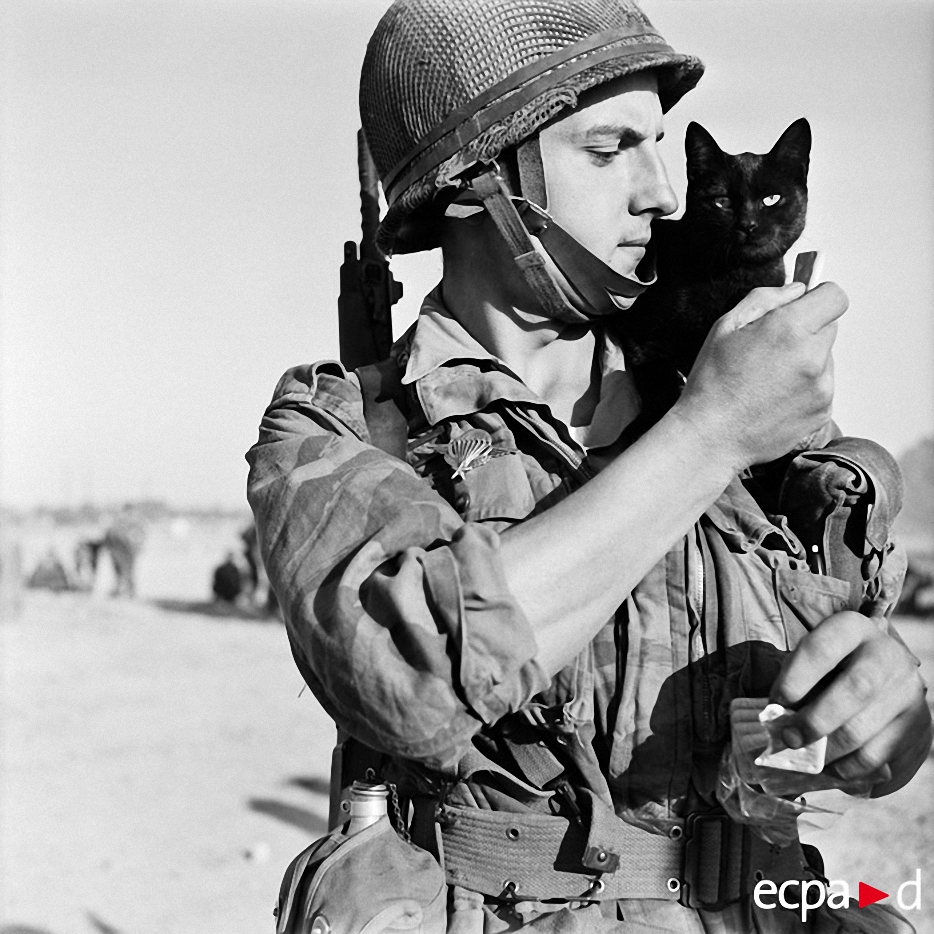 Как кошки участвовали в войне. ФОТО