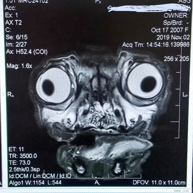  Это жутко и мило одновременно: как выглядит рентген-снимок мопса. ФОТО