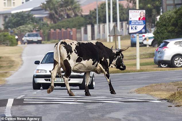 Ар«му-уу»геддон: бунт коров в Южной Африке. ФОТО