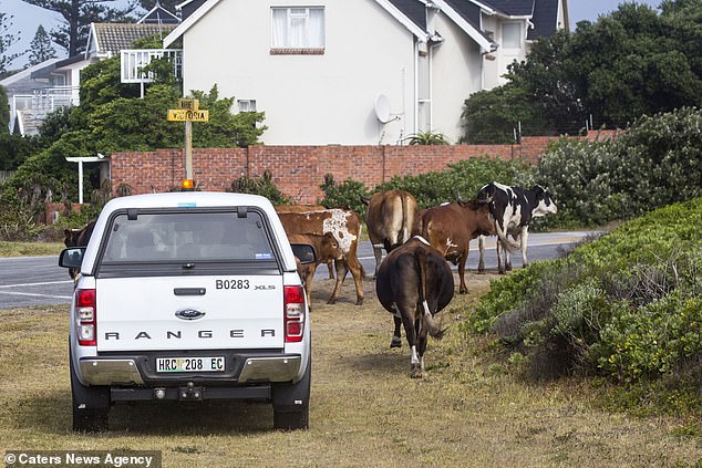 Ар«му-уу»геддон: бунт коров в Южной Африке. ФОТО