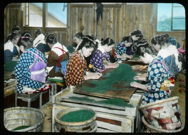 Производство чая в Японии в начале XX века