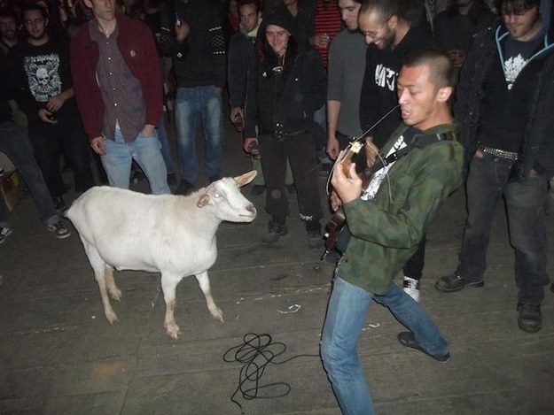 Во Франции умерла коза-металлистка 